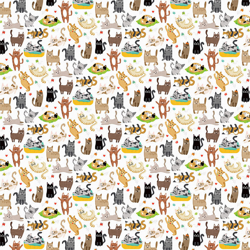Cat Nip - Collection Pack